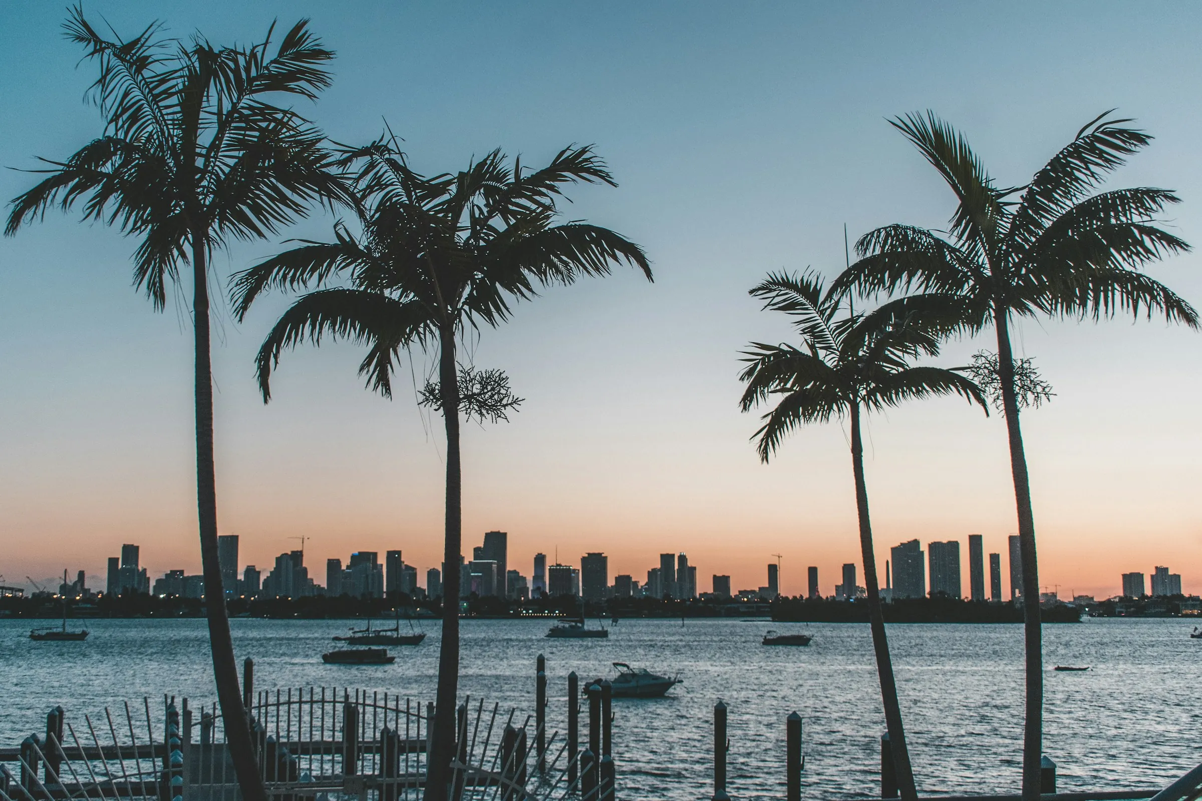 Palm trees at sunset over the bay